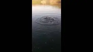 Large Carp Snagged in the Tail by the Asian Carp Guy! Same Lake!