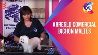 Peluquería Canina - Arreglo comercial a un BICHÓN MALTÉS