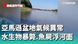 亞馬遜盆地氣候異常　水中生物暴斃.魚屍浮河面｜52華視國際特區｜20240913