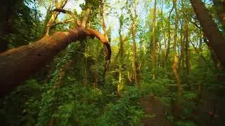 sunset forrest