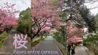 🌸 SAKURA 🌸 Paseo entre Cerezos en Flor  桜▫️TOKYO 2021🎌  🔴【JAPÓN 2021】JAPAN