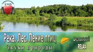 Река. Лес. Пение птиц. ЛЕТО. 2 часа // 