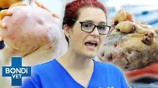 Biggest Fat-Filled Lump Vet Has Ever Seen 😱 Coast to Coast S5 Ep 1 | Bondi Vet Full Episodes