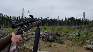 Ontario blueberry spot and stalk bear hunt