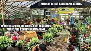KESIAPAN MAGELANG JELANG KONTES AGLAONEMA NASIONAL DI SEMARANG‼️AGLAONEMA PLANTS‼️