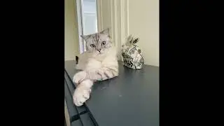Сказка на ночь.