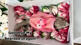 Saying Goodbye to My Bearded Dragon | Miss You So Much!