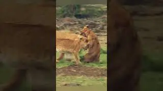 Who's the boss... ???#wildlife #youtubeshorts #trendingshorts #subscribe
