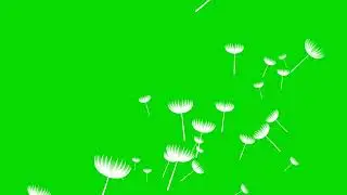 Light flowers particles blowing in the air green screen video footage