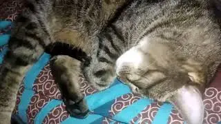 Half-Life Cat: Episode Two