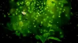 Green nature background video HD