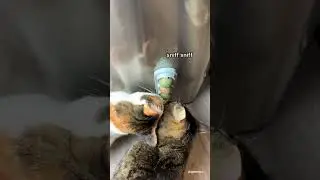 Chip tries the FAMOUS 