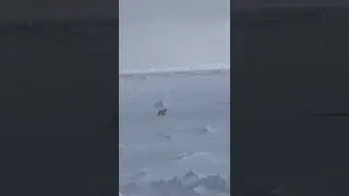 Белый медведь  на Северном Полюсе