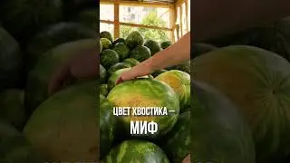 Как выбрать самый вкусный арбуз