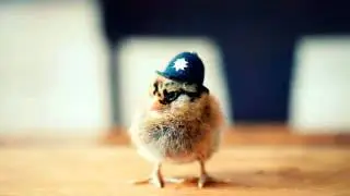 Chicken Sounds SOUND EFFECT, Chicken Clucking Sound Effect