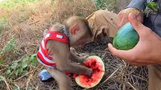 Mio eat watermelon  and drinks Coca-Cola eating asmr with Coca-Cola vs Papa