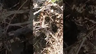30 августа огромный корень сломанного дерева река Самарка г. Самара