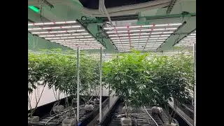 Trimming Cannabis in Flower Cycle (Lollipop)