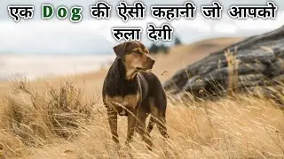 A dog's way home movie explained in Hindi / urdu