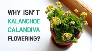 BEST TIPS | WHY ISN’T MY KALANCHOE CALANDIVA FLOWERING? | PLANT CARE
