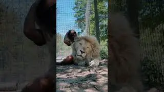 Timba THEN vs NOW