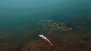 ЩУКА НА МЁРТВУЮ РЫБУ