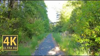 Sunny Forest Path Nature Walk 4K (With Ambient Nature Sounds And Music)