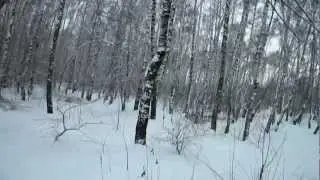 Зимний лес.mp4