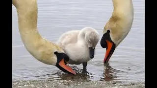 Swan family at Fraser River ，Delta， BC || 4K Video