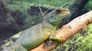 Chinese Water Dragon. Lizard.