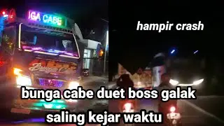 Cabe Banyuwangi..duet mesra..,‼️Bunga cabe vs Boss galak