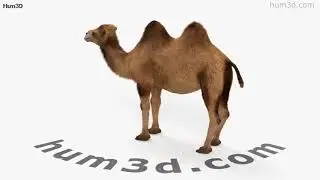 Camel 3D model by 3DModels.org