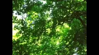 Deer Haven Preserve