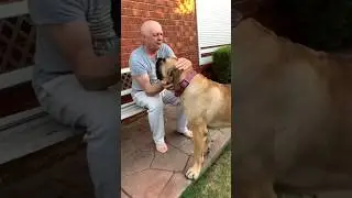 Boerboel’s visit Dziadek (Grandparents in Polish ) 