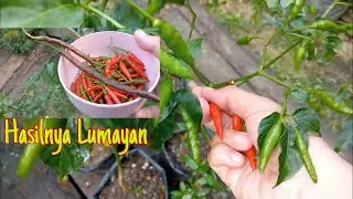 PANEN CABE UNTUK KESEKIAN KALINYA
