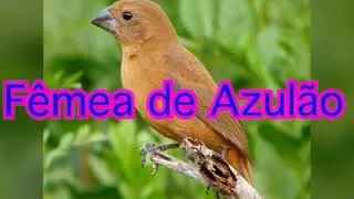 FÊMEA DE AZULÃO CANTANDO ESQUENTANDO MACHO CANTANDO E PIANO