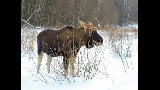 Московские лоси