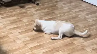 Khi bé cún nhìn thấy con bọ hung