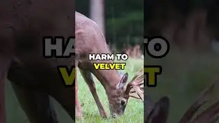 Is Baiting or Feeding Deer Wrong? #whitetailhabitat #baitingdeer #feedingdeer #bowhunting