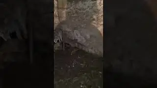 KURT NASIL ACIKTIYSA KÖPEKLERI TAKMIYOR