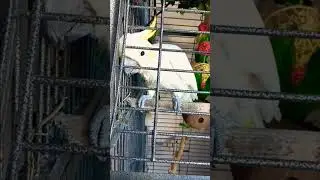 Kakadu.