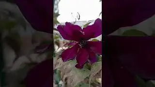 Noora  закрывает сезон клематисов🍁