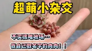 多肉植物100个开箱挑战第19弹 大葡萄多肉杂交 可爱晕的小萌物们多