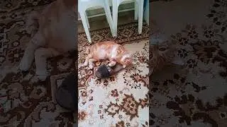 Звёздная зарядка от Васьки #котваська