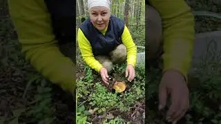 Поехали по грибы