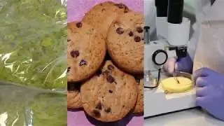 The Food Science & Technology Major
