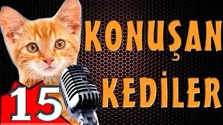 Pisicik TV - Konuşan Kediler 15 - En Komik Kedi Videoları!