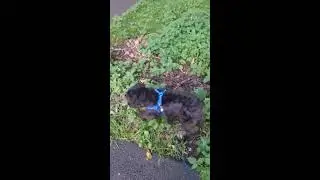 Я гуляю со своей собакой 2#