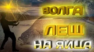 Ловля Леща на кольцо на Волге.#Лещь на кольцо
