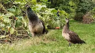 Pfauen-Mama ruft Baby-Pfau